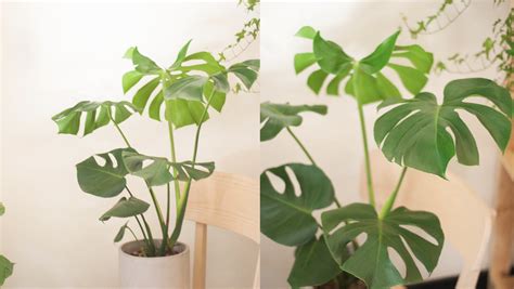 龜 植物|3 分鐘認識龜背芋照顧 、種植方法，綠手指必讀完整介。